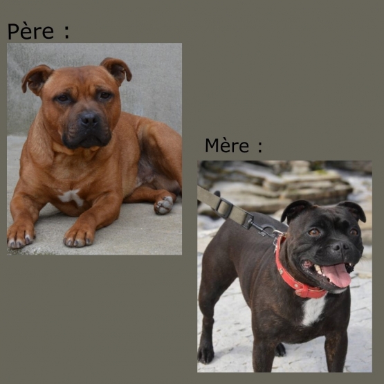 Image pour l'annonce chiots staffordshire bull terrier (staffie) LOF