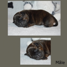 Image pour l'annonce chiots staffordshire bull terrier (staffie) LOF