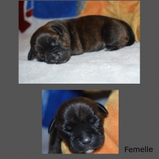 Image pour l'annonce chiots staffordshire bull terrier (staffie) LOF