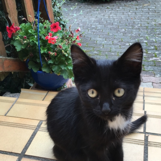 Image pour l'annonce Donne 4 chatons âgés de 5 mois
