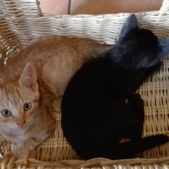 Image pour l'annonce Donne 4 adorables chatons