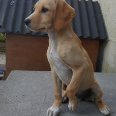Image pour l'annonce Je cherche une famille !