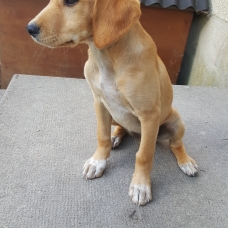 Image pour l'annonce Je cherche une famille !