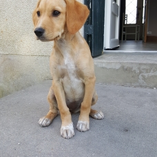 Image pour l'annonce Je cherche une famille !