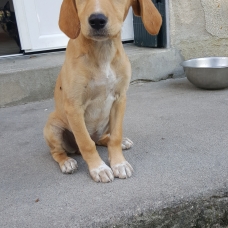 Image pour l'annonce Je cherche une famille !