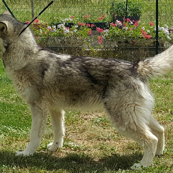 Image pour l'annonce Femelle Malamute LOF de 10 mois