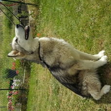 Image pour l'annonce Femelle Malamute LOF de 10 mois