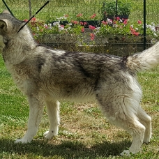 Image pour l'annonce Femelle Malamute LOF de 10 mois