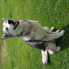 Image pour l'annonce Femelle Malamute LOF de 10 mois