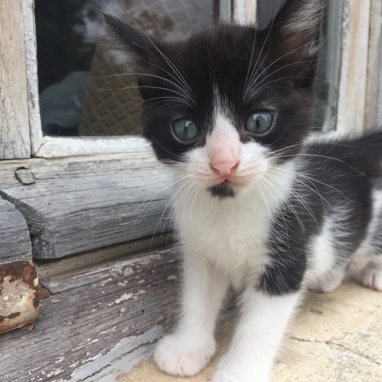 Image pour l'annonce Donne quatre petits chatons à poils longs