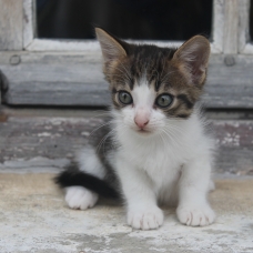 Image pour l'annonce Donne quatre petits chatons à poils longs