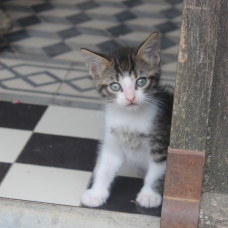 Image pour l'annonce Donne quatre petits chatons à poils longs