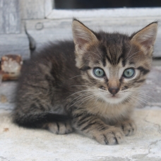 Image pour l'annonce Donne quatre petits chatons à poils longs