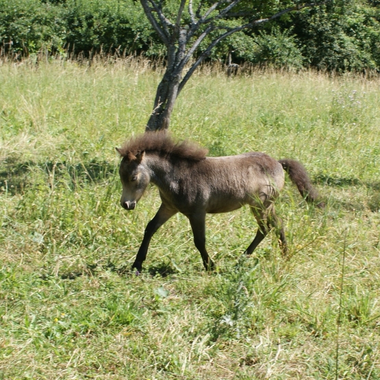 Image pour l'annonce A reserver poulain miniature américain pp AMHA