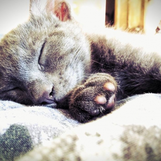 Image pour l'annonce donne petit chaton gris sevré