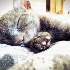 Image pour l'annonce donne petit chaton gris sevré