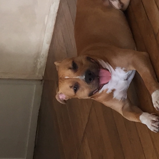 Image pour l'annonce vend Americain staffordshire terrier