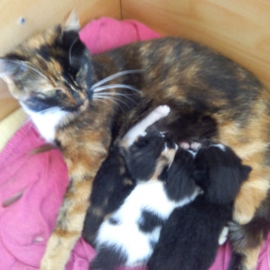 Image pour l'annonce Donne chaton