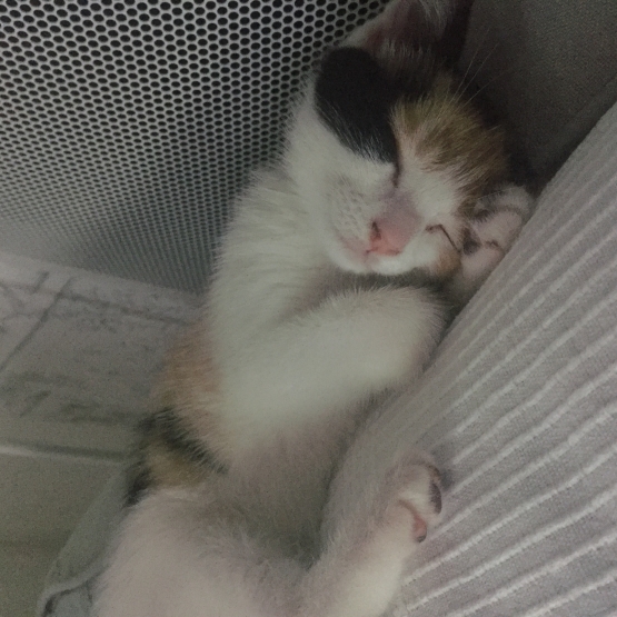 Image pour l'annonce DONNE CHATON FEMELLE ISABELLE