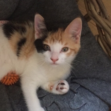 Image pour l'annonce DONNE CHATON FEMELLE ISABELLE