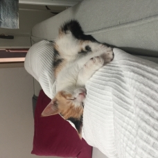 Image pour l'annonce DONNE CHATON FEMELLE ISABELLE