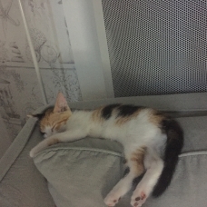 Image pour l'annonce DONNE CHATON FEMELLE ISABELLE