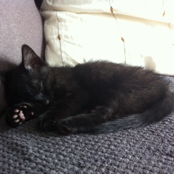 Image pour l'annonce Donne chaton noir