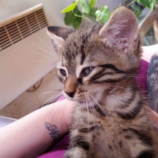 Image pour l'annonce chaton a donnet