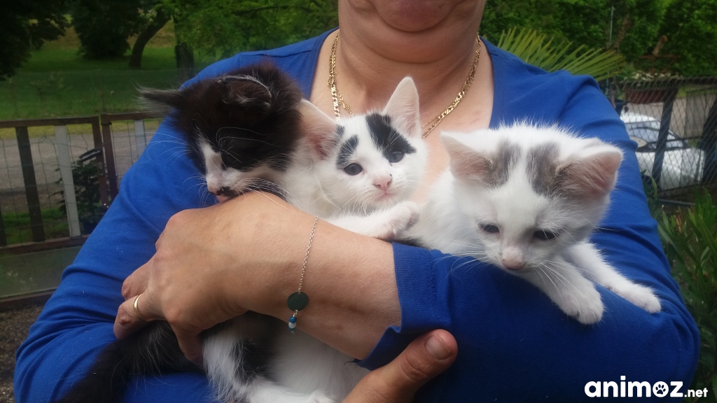 donne chatons Ain (01) GRATUIT sur