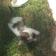 Image pour l'annonce Donne 3 chatons