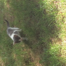 Image pour l'annonce Donne 3 chatons