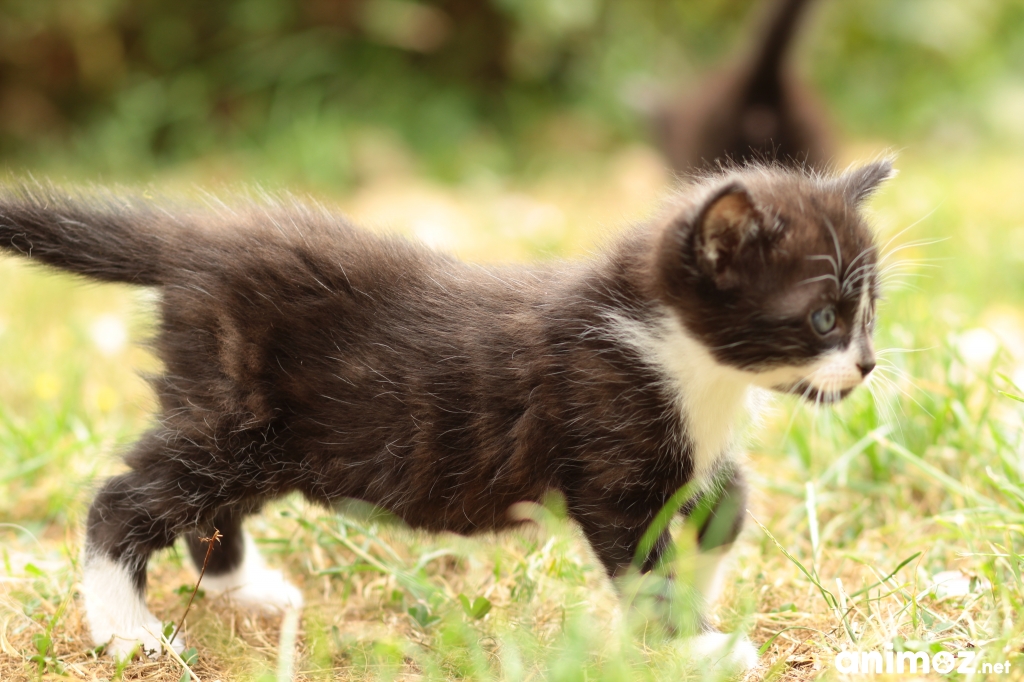 Donne 2 adorables chatons contre bons soins DeuxSèvres