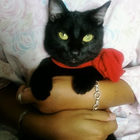 Image pour l'annonce Chatte de 9 ans très très caline