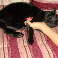 Image pour l'annonce Chatte de 9 ans très très caline