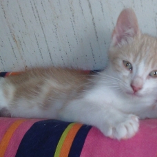 Image pour l'annonce DONNE CHATONS 10 SEMAINES