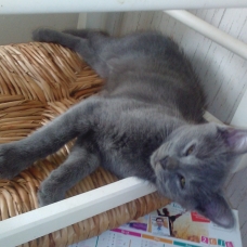 Image pour l'annonce DONNE CHATONS 10 SEMAINES