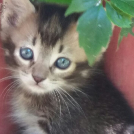Image pour l'annonce donne joli chaton