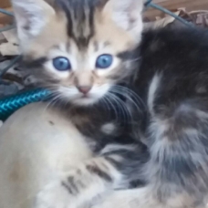 Image pour l'annonce donne joli chaton