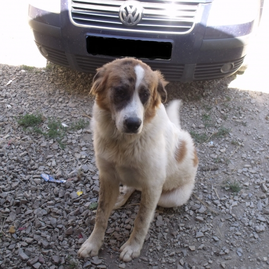 Image pour l'annonce Donne chiot Saint Bernard