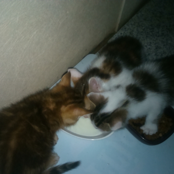 Image pour l'annonce Donne chatons