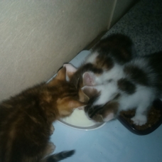 Image pour l'annonce Donne chatons