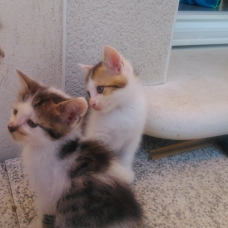 Image pour l'annonce Donne chatons