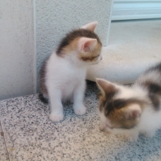 Image pour l'annonce Donne chatons