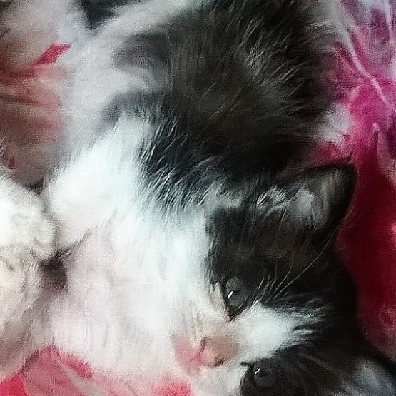 Image pour l'annonce Chaton à DONNER