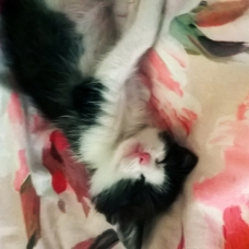 Image pour l'annonce Chaton à DONNER