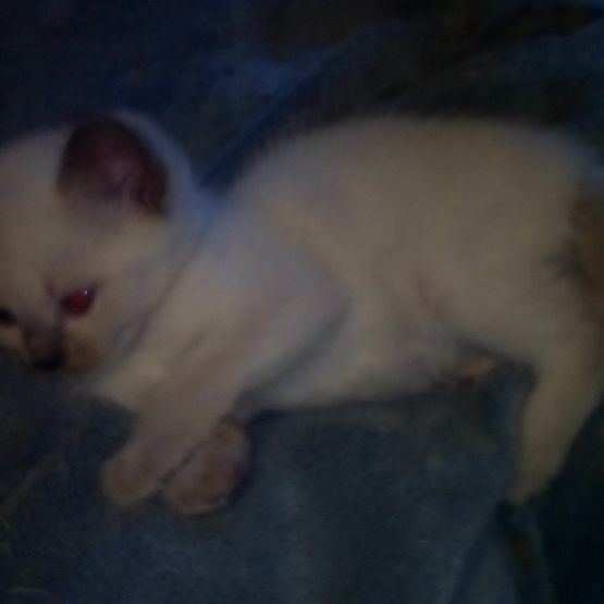 Image pour l'annonce donnes chatons