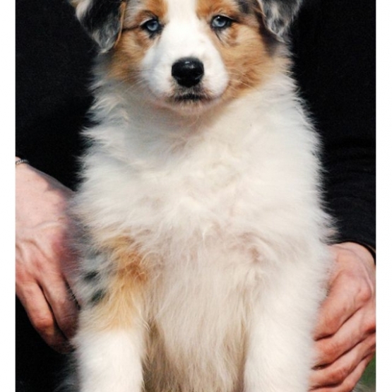 Image pour l'annonce Recherche don chiot berger australien