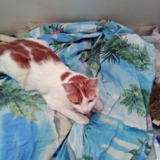 Image pour l'annonce donne chaton  de 8 mois