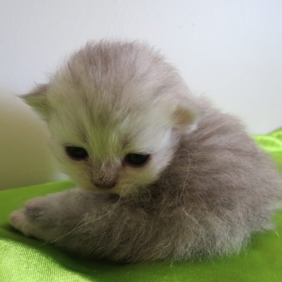 Image pour l'annonce Chatons Persan mâles Loof