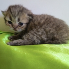 Image pour l'annonce Chatons Persan mâles Loof